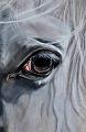 cheval-blanc