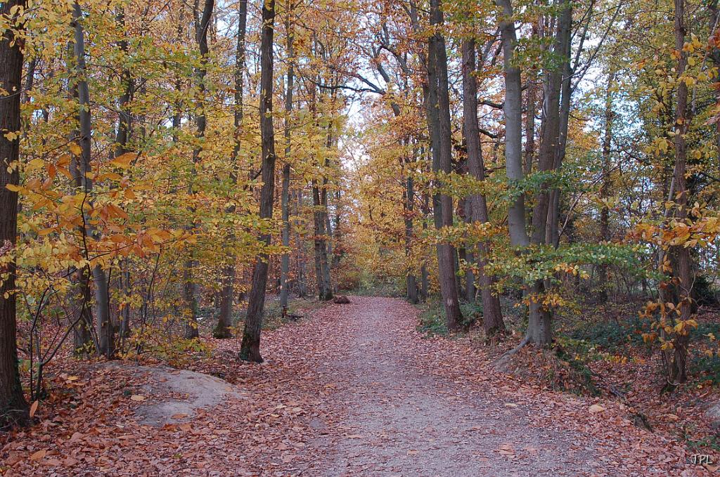 DSC_0708.JPG