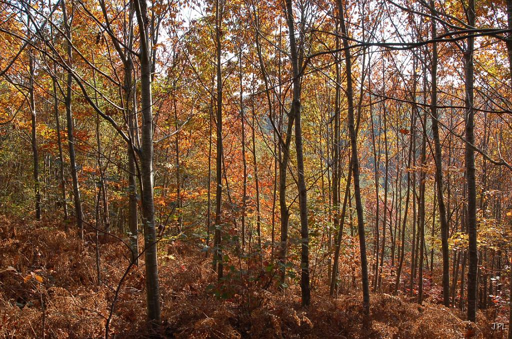 DSC_1357.JPG
