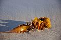 Algue_DSC_1321