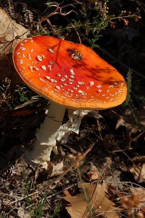 DSC_1351.JPG