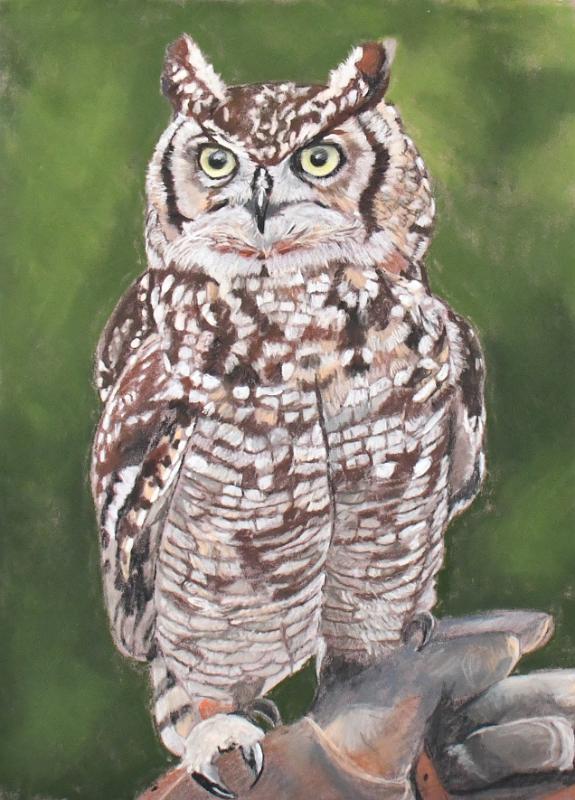 chouette3.jpg - Pastel