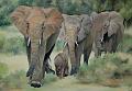 famille-d'elephants2